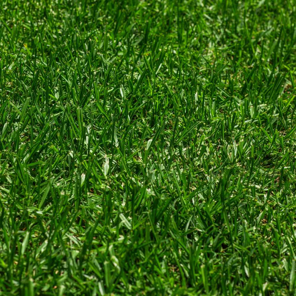 INSTANT TURF - EUREKA PREMIUM VG KIKUYU