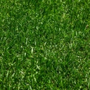 INSTANT TURF - EUREKA PREMIUM VG KIKUYU