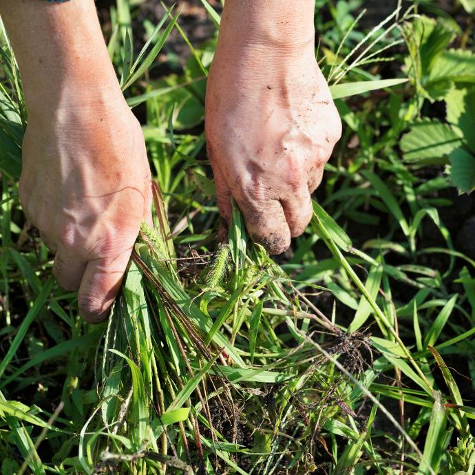 Weed Control RTF Tall Fescue Grass