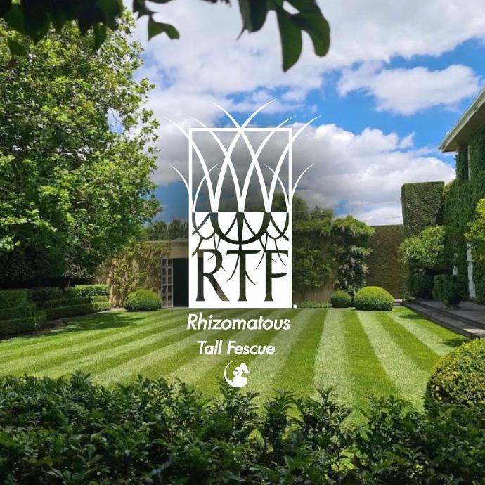 RTF Tall Fescue logo over an image of the instant turf fully installed in a lush garden