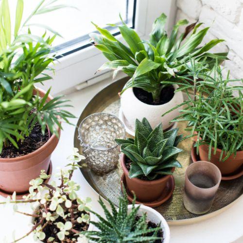 Indoor plants in various small pots