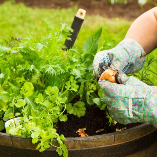 a person wearing gardening gloves planting garlic in a wine barrel