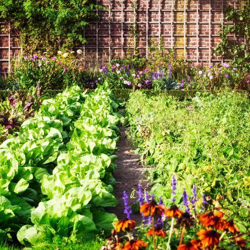 Garden full of vegtables in rows