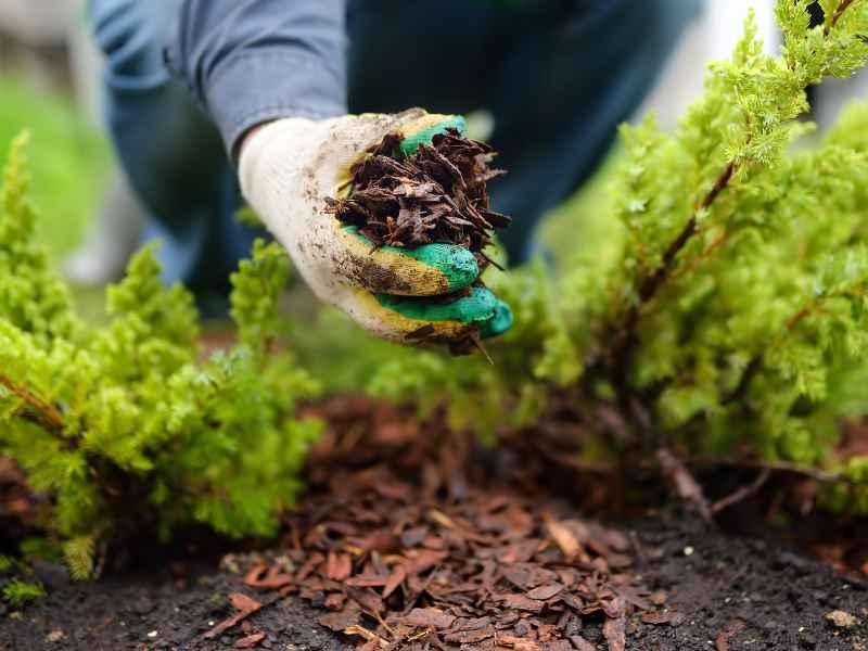 Spreading organic mulch to 75mm depth around garden plants, keeping clear of stems