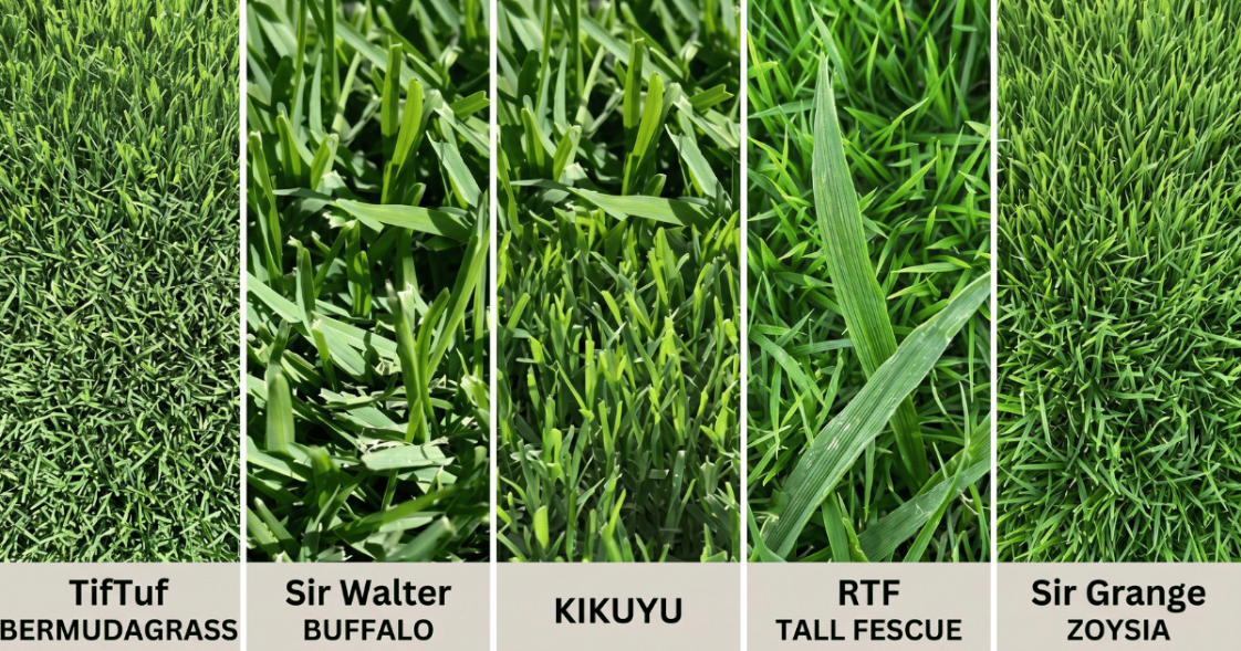  Comparison of TifTuf, Sir Walter Buffalo, Kikuyu, RTF and Sir Grange turf grass textures