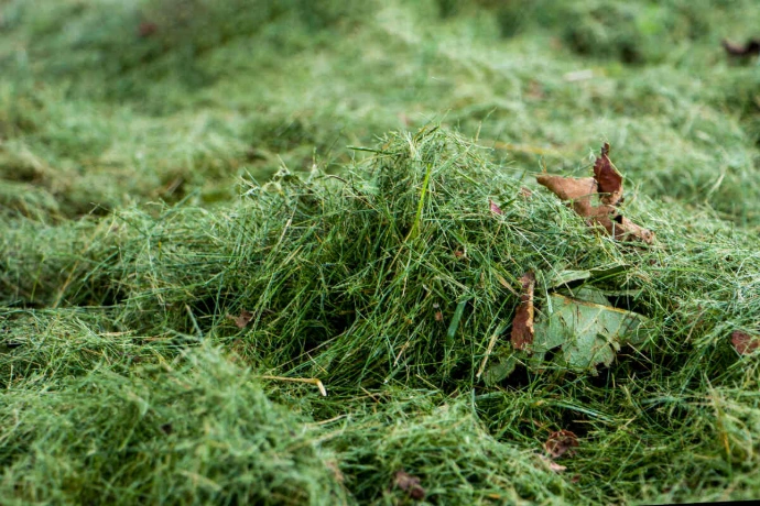 Grass clippings