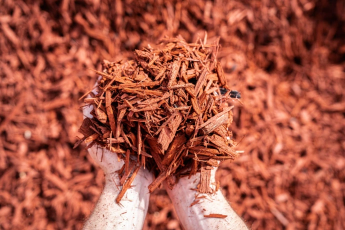 hand displaying red wood mulch