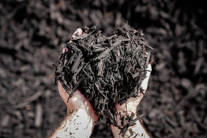 Hand displaying black wood mulch