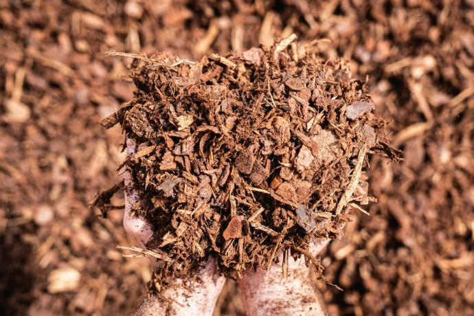 Hand displaying pine bark