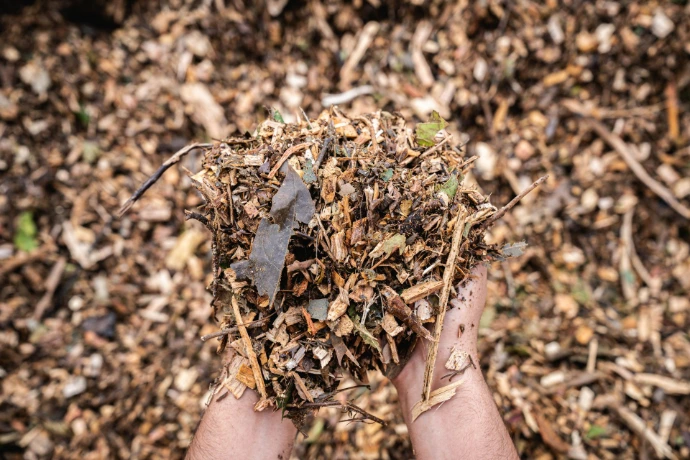 Hand displaying tree mulch