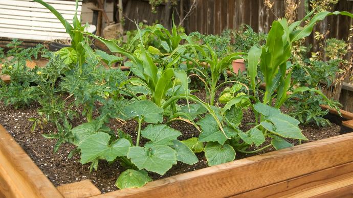 Swan timber raised bed garden