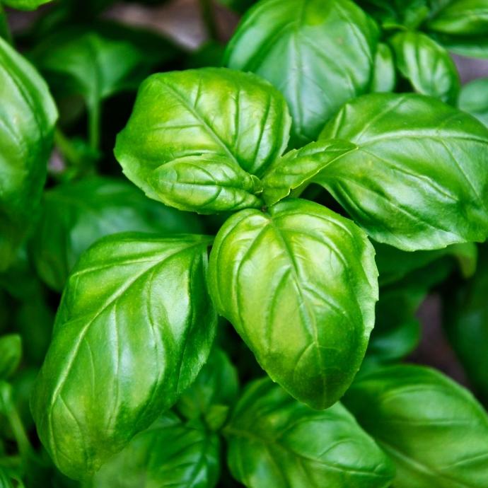 basil