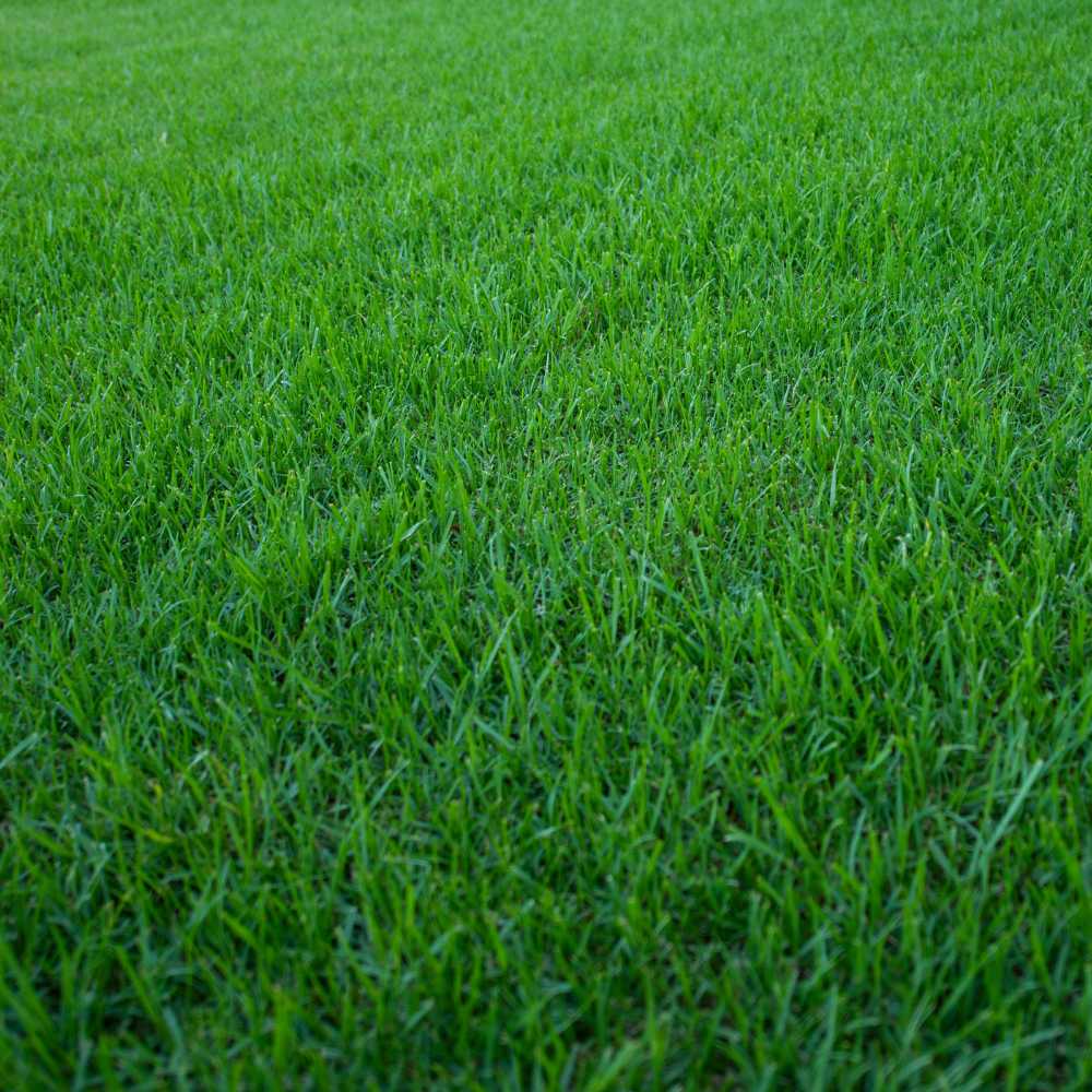 EUREKA KIKUYU GRASS