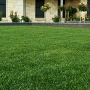 INSTANT TURF - RTF TALL FESCUE