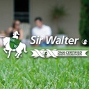 INSTANT TURF - SIR WALTER DNA CERTIFIED BUFFALO