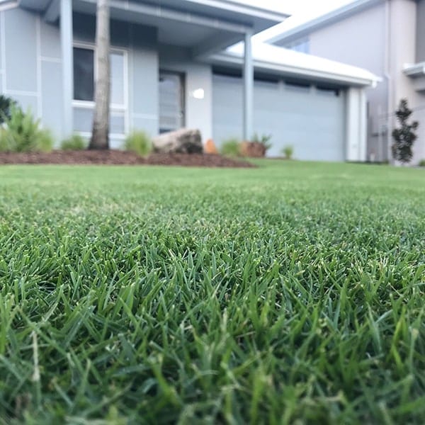 INSTANT TURF - SIR GRANGE ZOYSIA