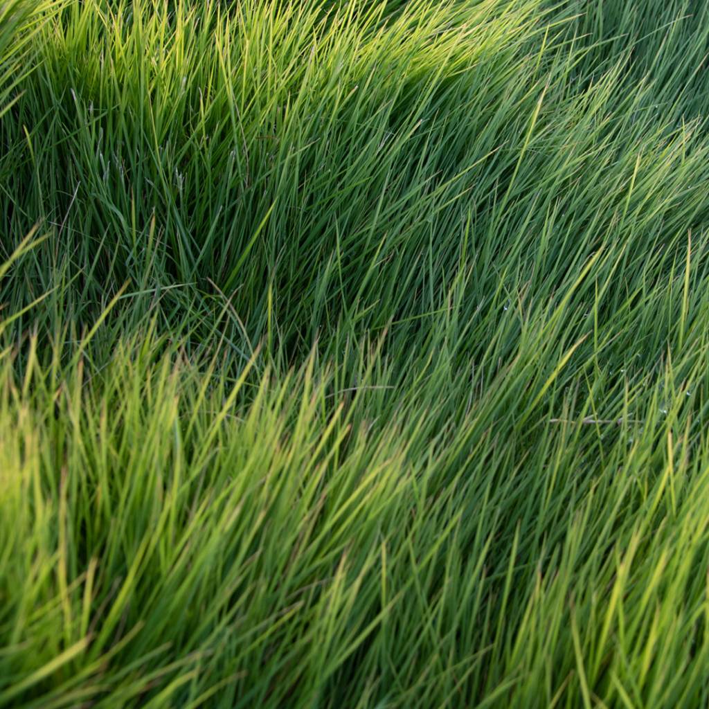 INSTANT TURF - SIR GRANGE ZOYSIA