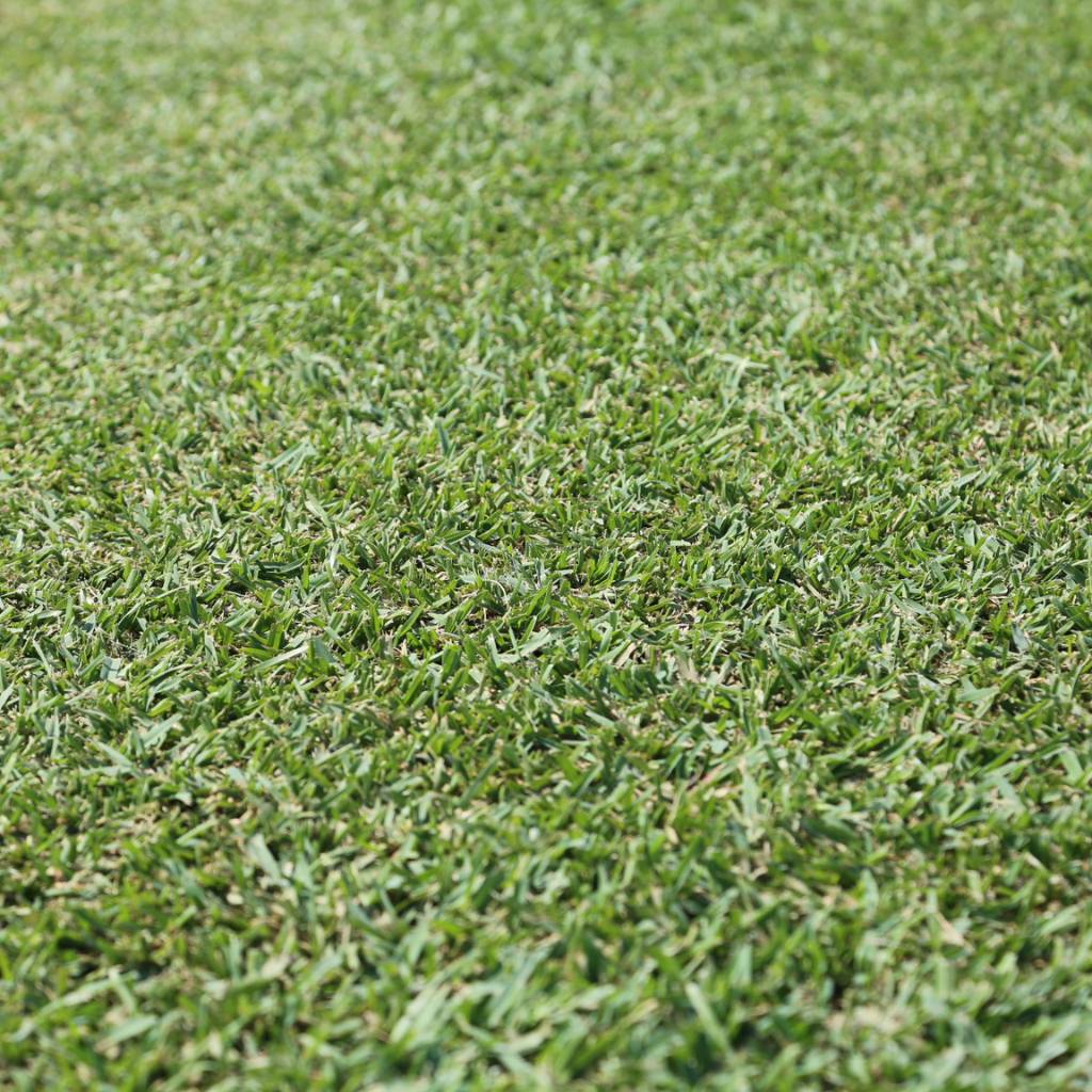 INSTANT TURF - EUREKA PREMIUM VG KIKUYU