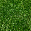 INSTANT TURF - EUREKA KIKUYU