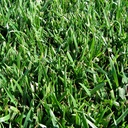 INSTANT TURF - RTF TALL FESCUE