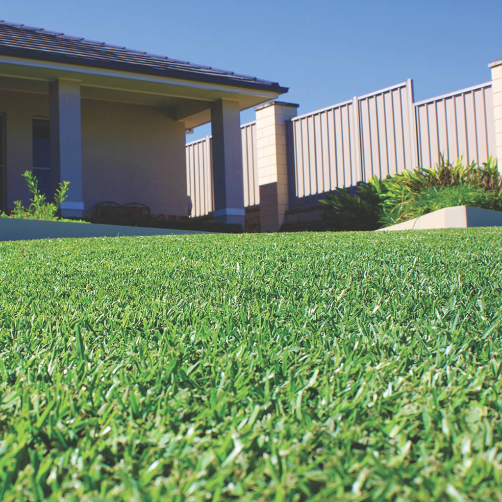 INSTANT TURF - SIR WALTER DNA CERTIFIED BUFFALO