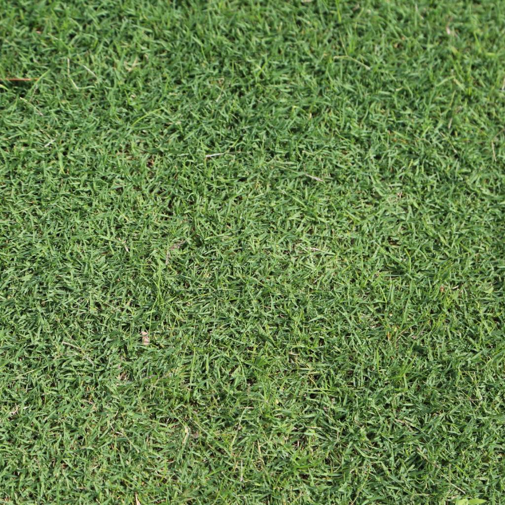 INSTANT TURF - TIFTUF HYBRID COUCH