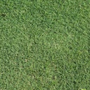 INSTANT TURF - TIFTUF HYBRID COUCH