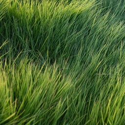 [320018] INSTANT TURF - SIR GRANGE ZOYSIA