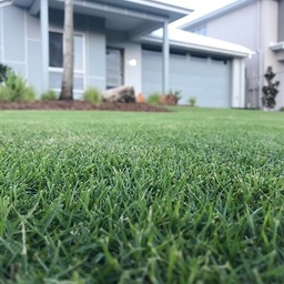 [320018] INSTANT TURF - SIR GRANGE ZOYSIA