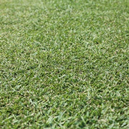 [310567] INSTANT TURF - EUREKA PREMIUM VG KIKUYU