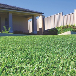 [310569] INSTANT TURF - SIR WALTER DNA CERTIFIED BUFFALO