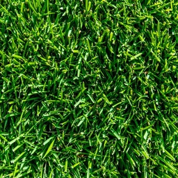 [310570] INSTANT TURF - TIFTUF COUCH