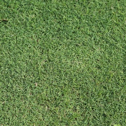 [310570] INSTANT TURF - TIFTUF HYBRID COUCH